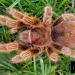 Grammostola rosea