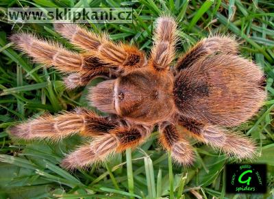 Grammostola-rosea