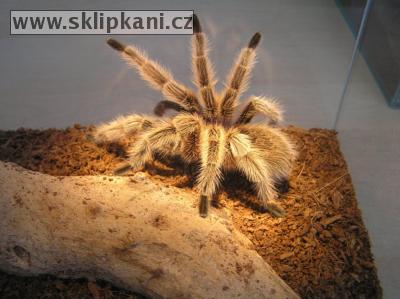 Grammostola_rosea