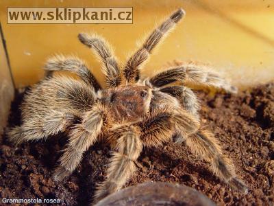 Grammostola_rosea