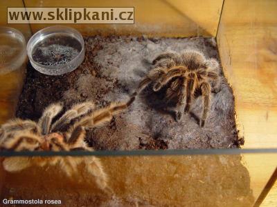 Grammostola_rosea