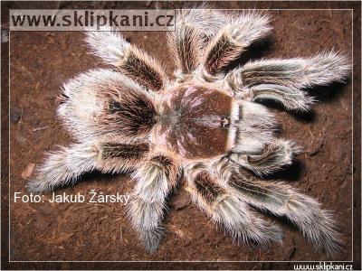 Grammostola-rosea