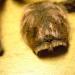 Grammostola rosea