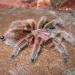 Grammostola rosea