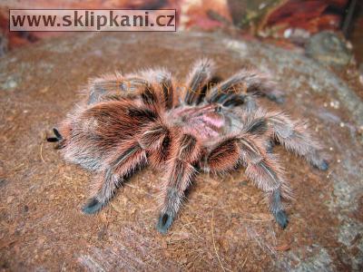 Grammostola-rosea