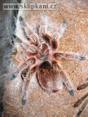 Grammostola_rosea