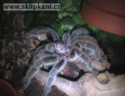 Grammostola-rosea