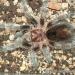 Grammostola rosea