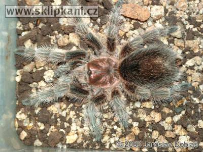 Grammostola_rosea