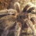 Grammostola rosea