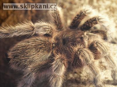 Grammostola_rosea