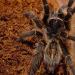 Grammostola vachoni