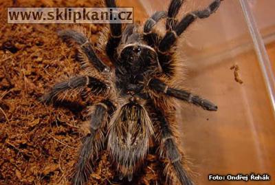 Grammostola_vachoni