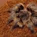 Grammostola vachoni