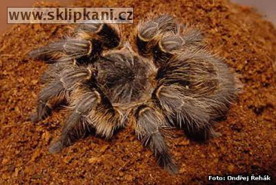 Grammostola-vachoni