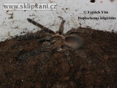 Haploclastus_nilgirinus