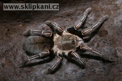 Haplopelma_albostriatum