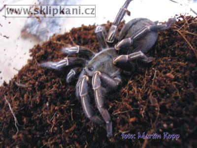 Haplopelma_albostriatum