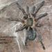 Haplopelma albostriatum