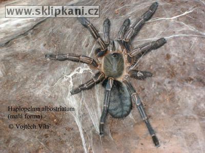 Haplopelma_albostriatum