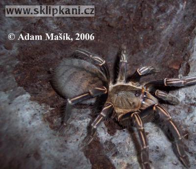 Haplopelma_albostriatum