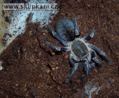 Haplopelma-albostriatum