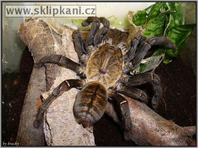 Haplopelma_hainanum