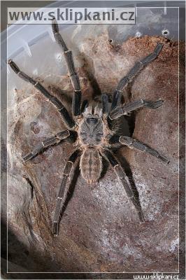 Haplopelma_hainanum