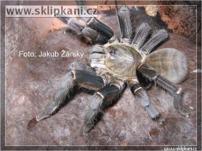 Haplopelma_hainanum