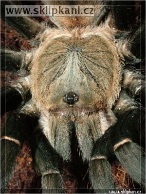 Haplopelma_hainanum