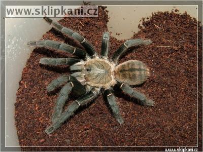 Haplopelma-hainanum