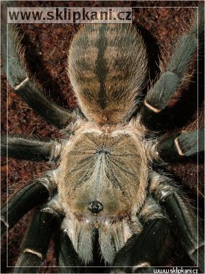 Haplopelma_hainanum