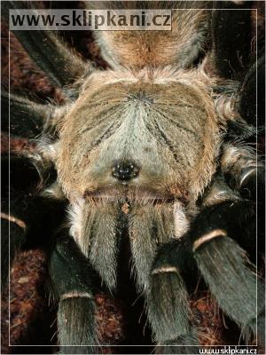 Haplopelma_hainanum