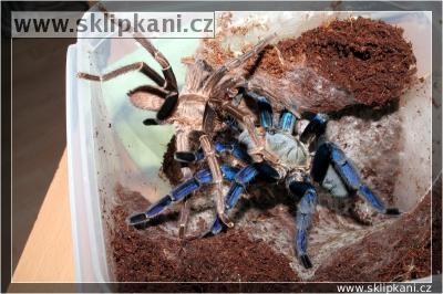 Haplopelma_lividum