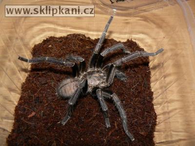 Haplopelma-lividum