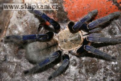 Haplopelma_lividum