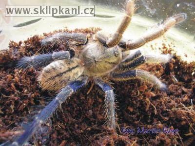 Haplopelma_lividum