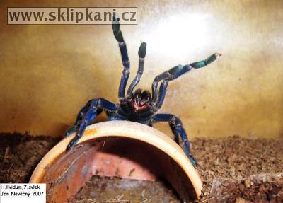 Haplopelma-lividum