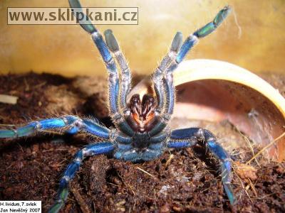 Haplopelma-lividum