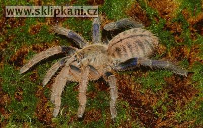 Haplopelma-lividum