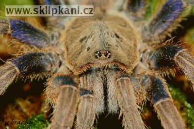 Haplopelma-lividum