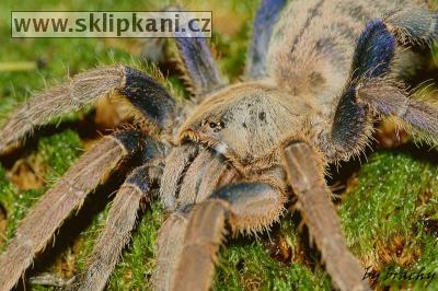 Haplopelma_lividum