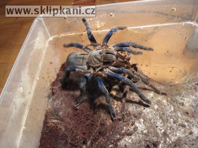 Haplopelma-lividum