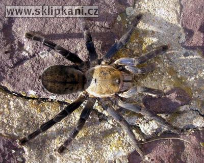 Haplopelma_lividum