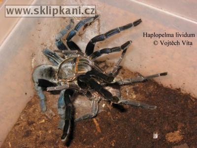 Haplopelma-lividum