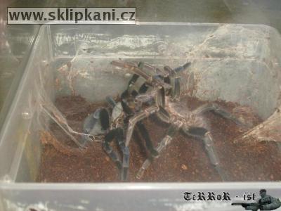 Haplopelma_lividum