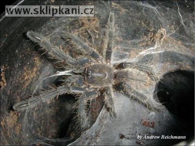 Haplopelma-lividum