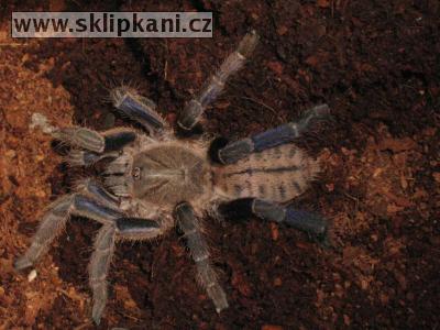 Haplopelma-lividum