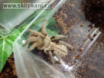 Haplopelma-lividum