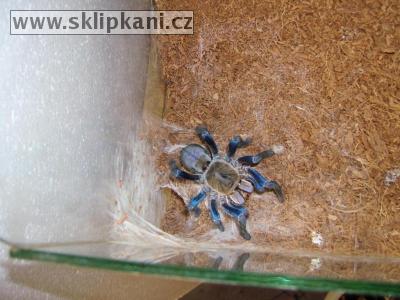 Haplopelma_lividum